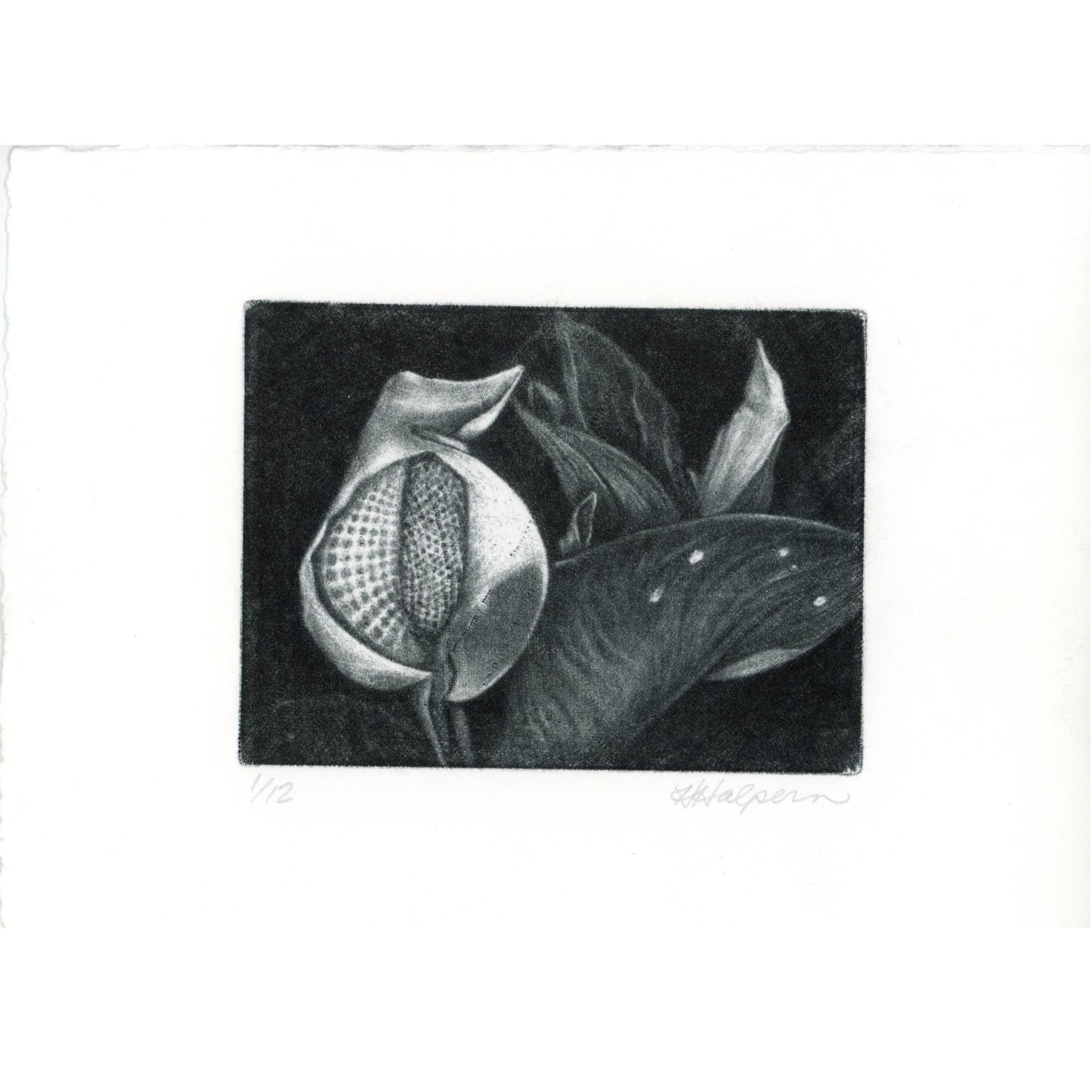 PX003 — Heather Halpern